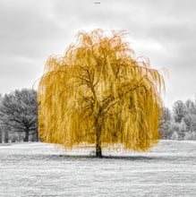 Load image into Gallery viewer, Mustard Weeping Willow Tree
