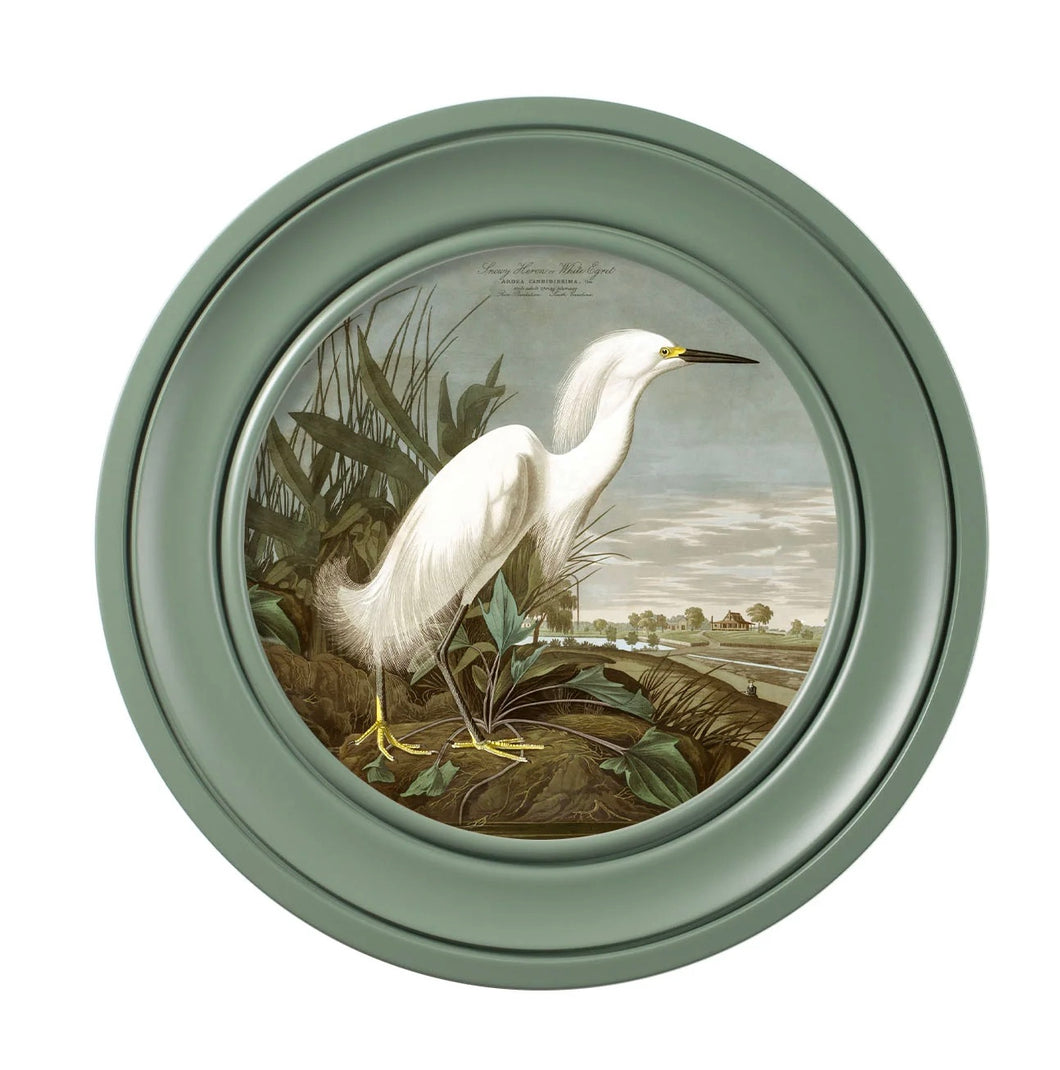 Snowy Heron