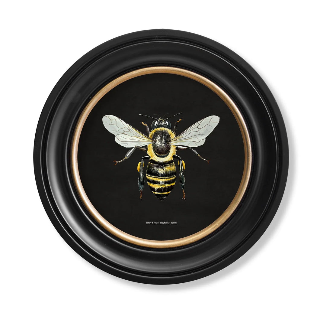 British Honey Bee