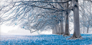 Landscape Blue Oak Arch