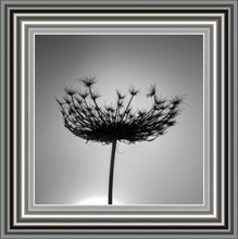 Load image into Gallery viewer, Dandelion Grey Haze
