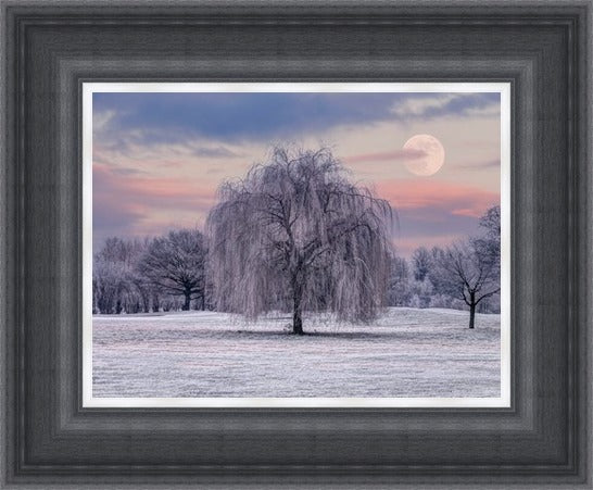 Winter Weeping Willow Tree