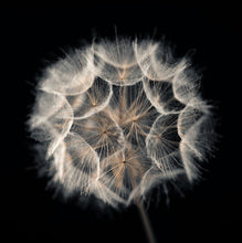 Load image into Gallery viewer, Dandelion I
