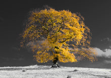 Load image into Gallery viewer, Ochre Winter Tree
