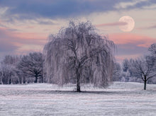 Load image into Gallery viewer, Winter Weeping Willow Tree
