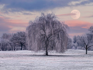 Winter Weeping Willow Tree